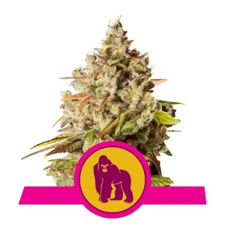 R. Q. Seeds Royal Gorilla fem.